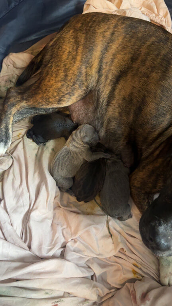 Puppies for sale