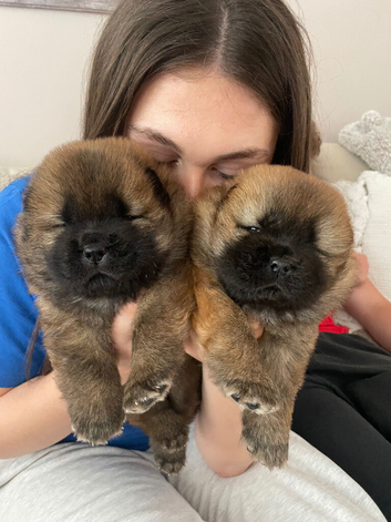 OUTSTANDING CHOW CHOW PUPS