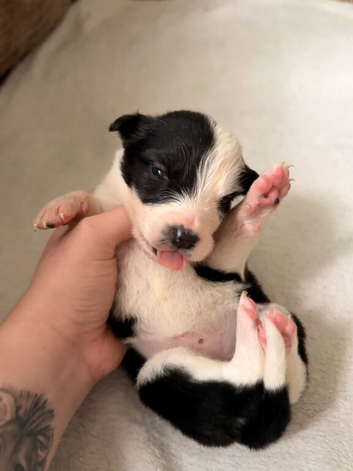 Stunning Border Collie x Blue Heeler Puppies &ndash; Ready from 11th July