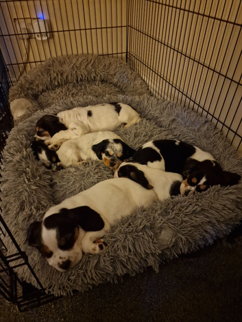 Bocker puppies