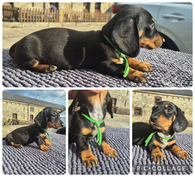 LAST BOY ** PRA CLEAR MINIATURE DACHSHUND