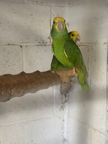 South west parrot rescue