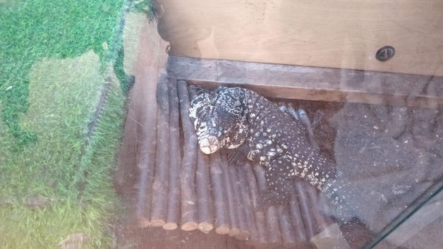 Male 2year old tegu