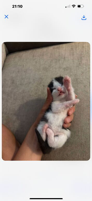 Mixed mancoon