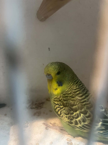 Selling baby's budgies