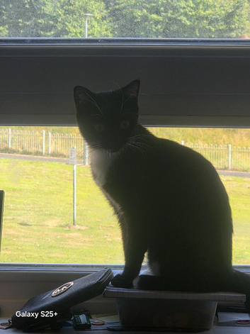 2 sister kittens