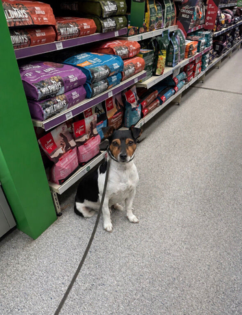 Traditional Miniature Jack Russell Stud &ndash; Proven & DNA Health Tested
