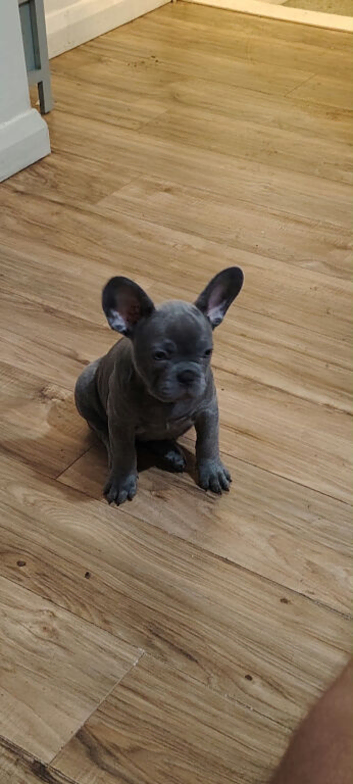 Meet Yellow, our gorgeous Blue French Bulldog girl!