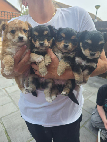 4 pups available pom x jackchi