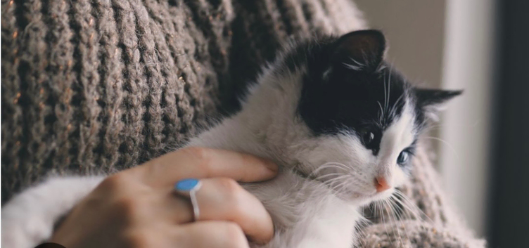 CAT SITTING
