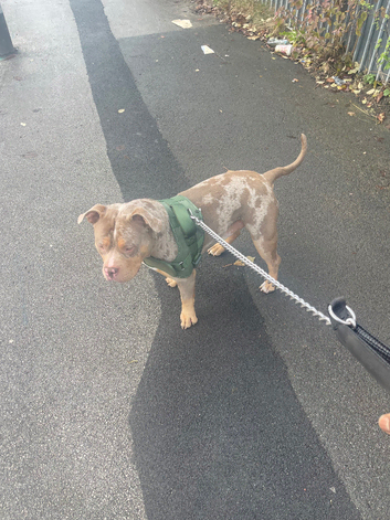 Tri-Merl Pocket bull