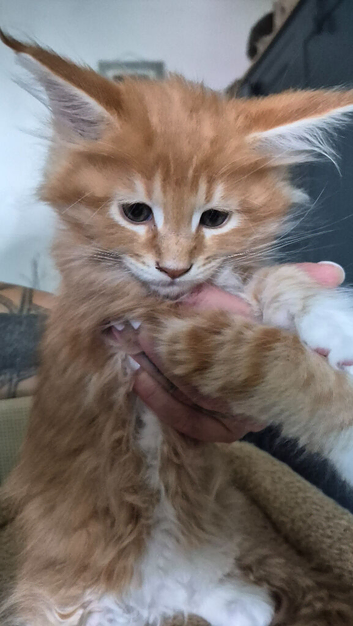 Boys Maine Coon