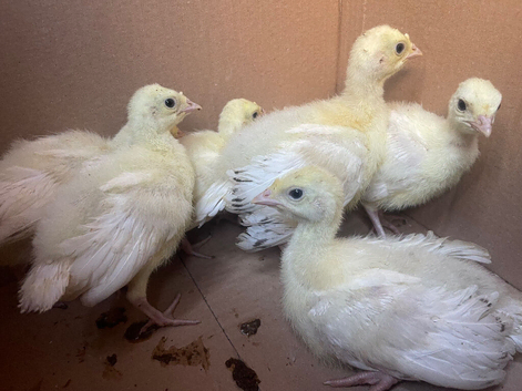 7 crollwitzer turkey chicks for sale