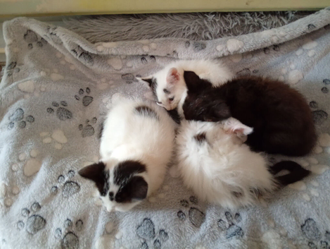 Kittens