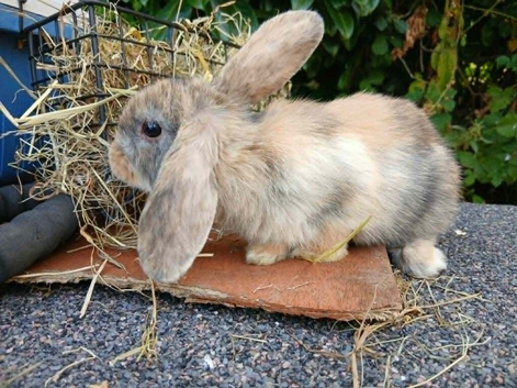 4 baby bunnies for sale Lionhead x Mini lops