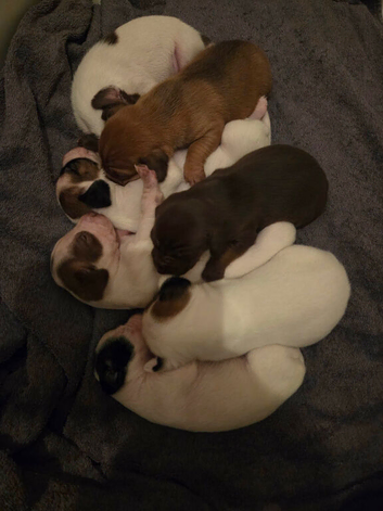 Springer spaniel x Paterdale puppies