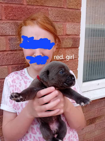 Blue Cane Corso puppies