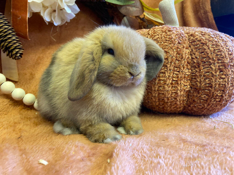 Mini lop