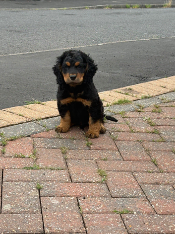COCKER SPANIEL