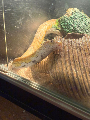 Corn snake