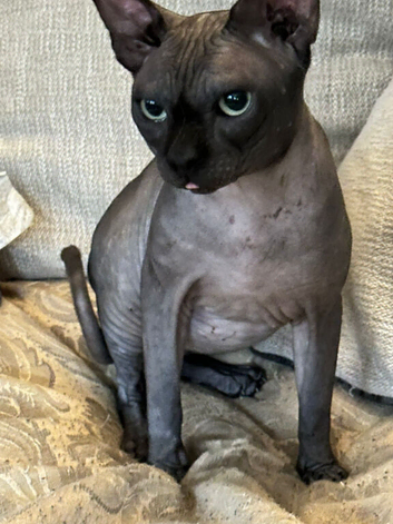 Canadian Sphinx