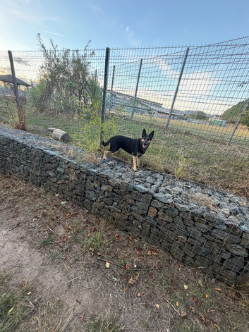 German Shepard