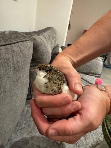 Five button quails for sale