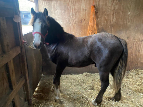 Stunning young gelding