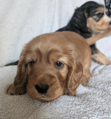 Kc registered cocker spaniel puppies