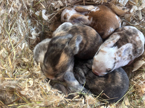 5 Lop cross Rex Babies