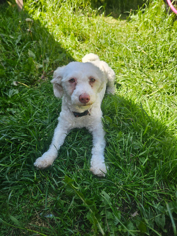 Bison maltese