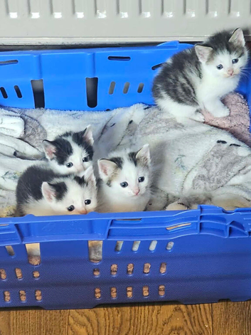 Beautiful litter of kittens READY NOW