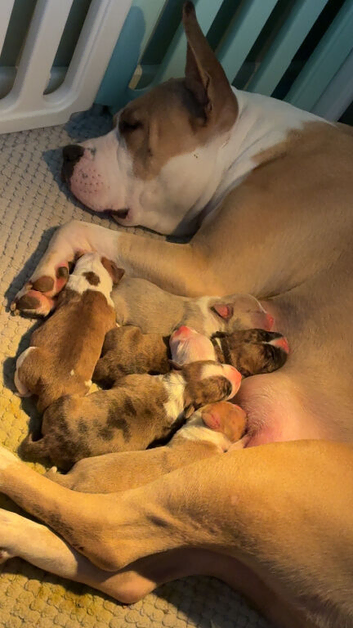 ️ BEAUTIFUL PUPPIES AVAILABLE - READY 18TH DECEMBER! ️
