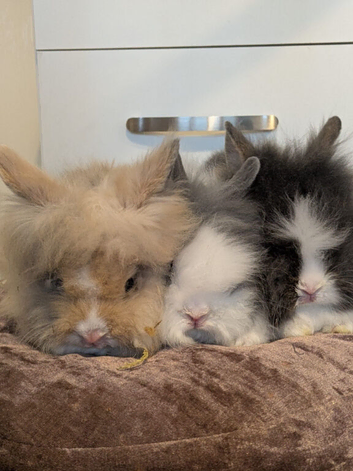 Baby lionhead bunnies