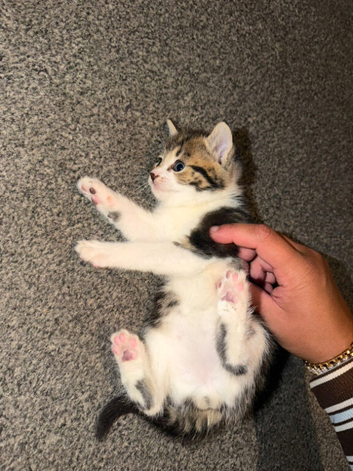 Kittens