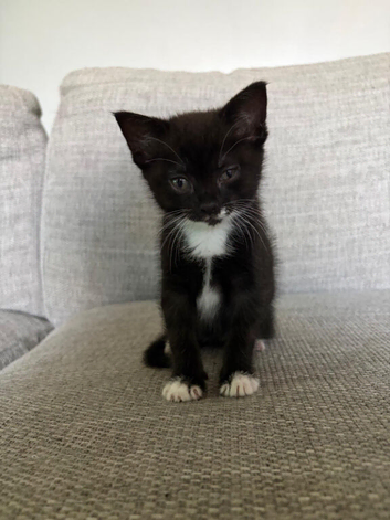 Kittens looking for forever homes