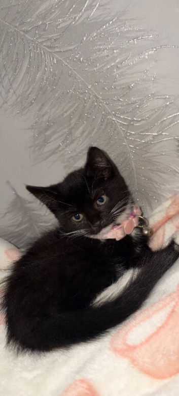 Kitten