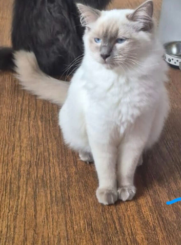 7 month old male ragdoll