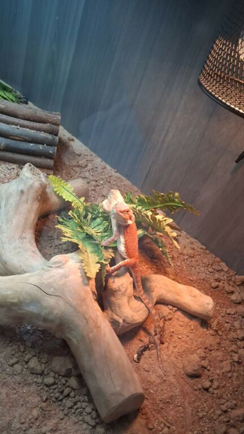 Female beared dragon