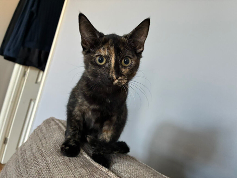 Sphynx cross kitten female