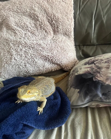 Bearded dragon + full vivarium setup + storage