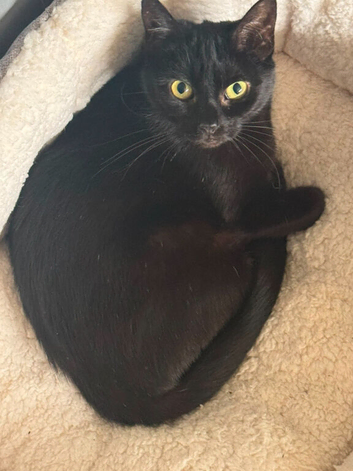 Mia