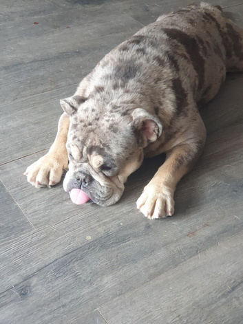 English bulldog girl,
