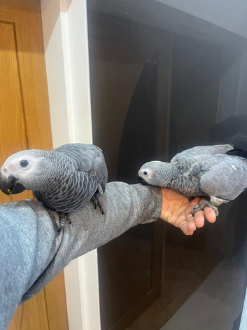 HandReared Friendly Super Tame Cuddly African Grey Parrot,19