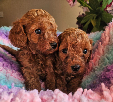 Licensed breeder, red tiny toy cavapoo litter