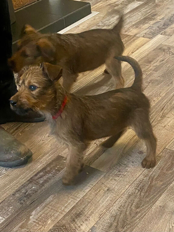 Irish terrier pups for sale
