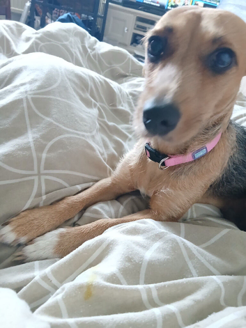 Jack russell