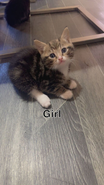 Kittens