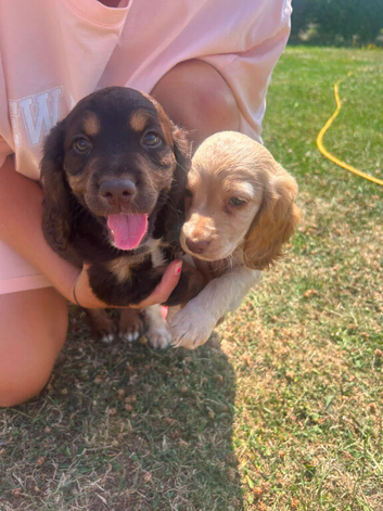 cocker spaniel puppies
