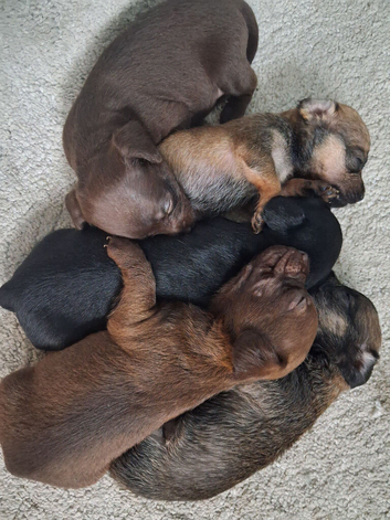 Cockapoo x chihuahua girls